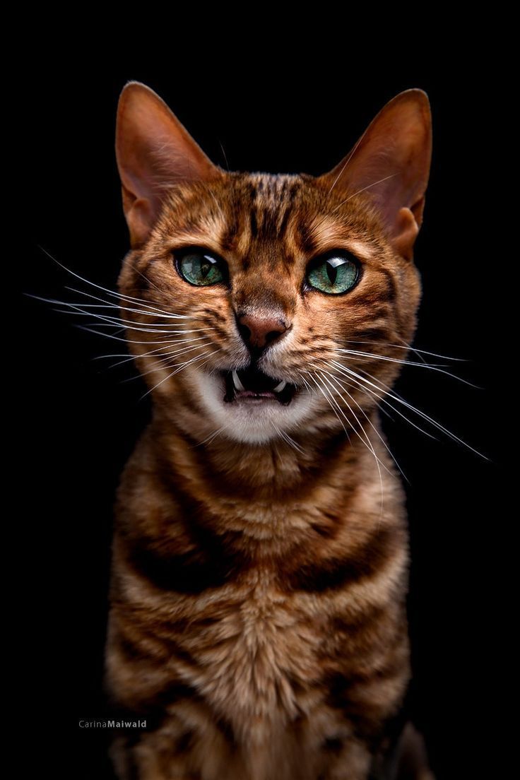 Brown rosetted Bengal kitten Saffron