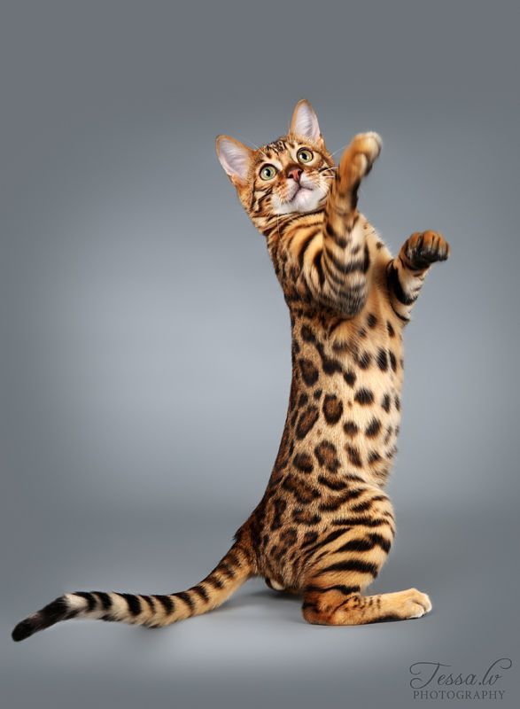 Bengal kitten Ember