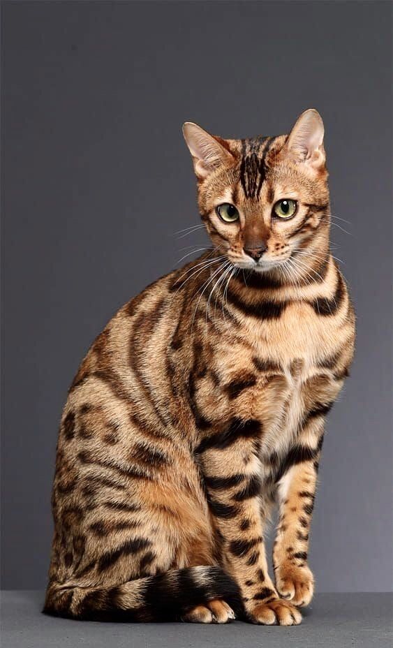 Bengal kitten Atlas