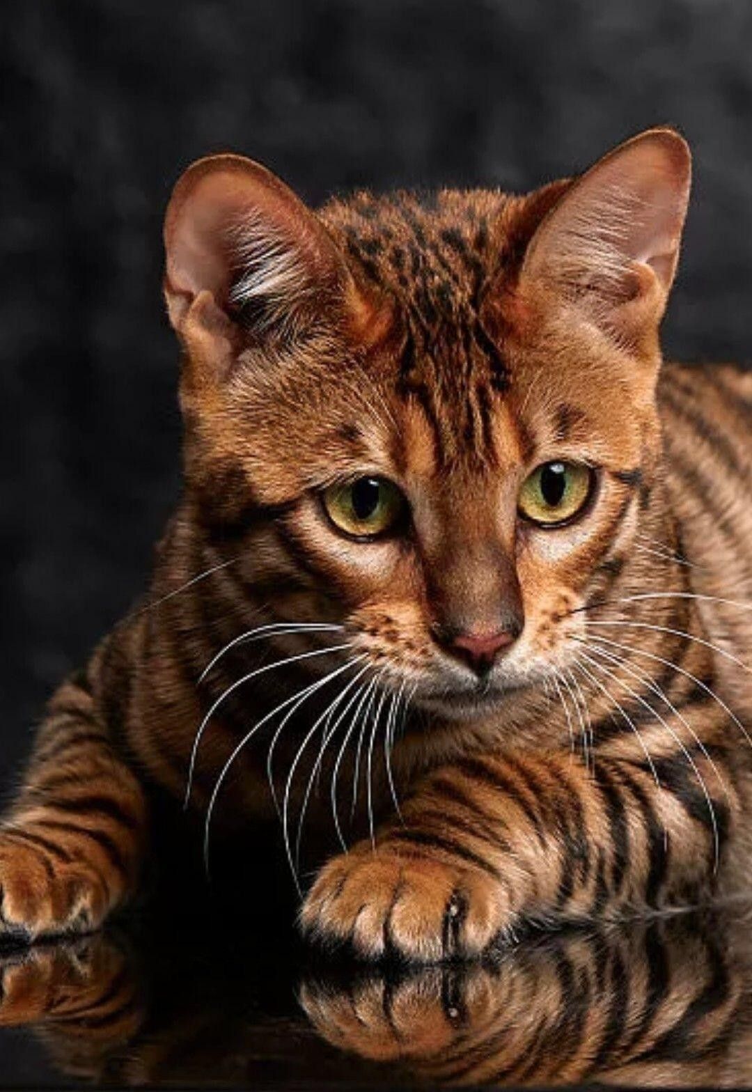 Bengal cat close‑up