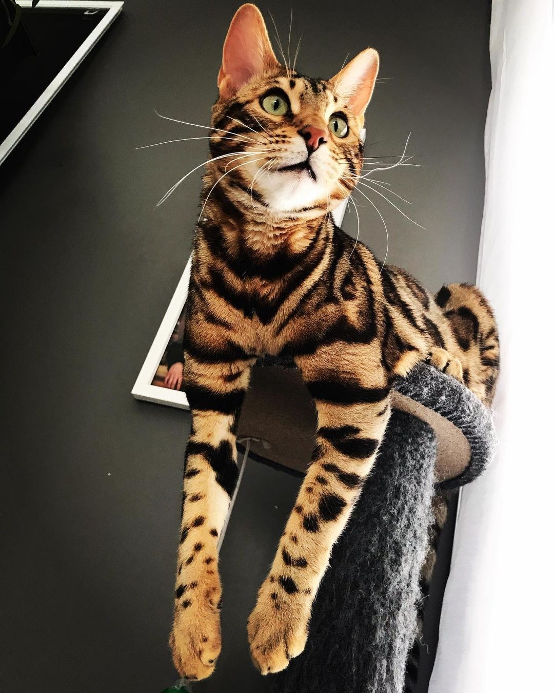 Bengal cat in the garden